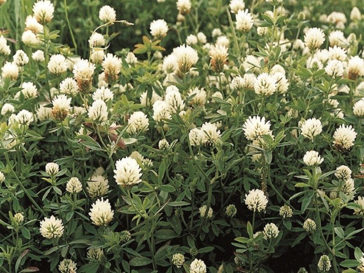Trifolium alexandrinum (Fabaceae)